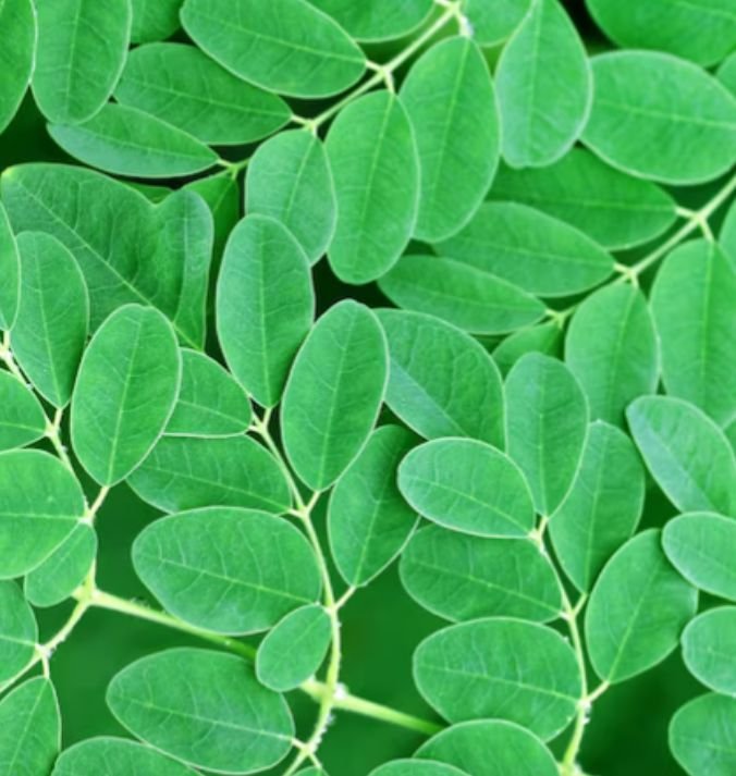 Fresh moringa leaves