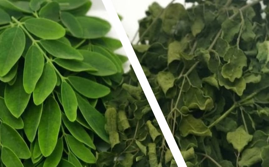 Fresh and dry leaves showing nutritional facts of moringa leaves