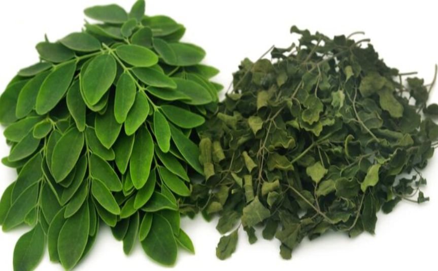 Fresh and dry moringa leaves - demonstrating the Health Benefits of Moringa Leaves