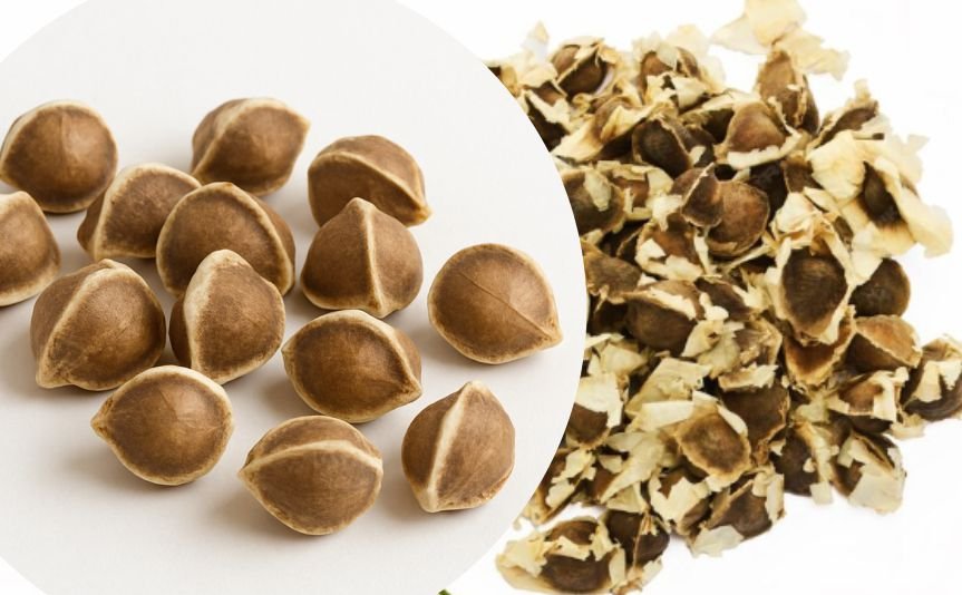 Moringa seeds depicting its health benefits