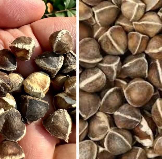 Moringa seeds nutritional facts