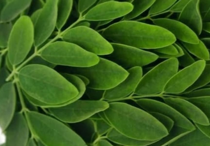 Fresh moringa leaves