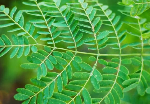 Fresh tamarind leaves