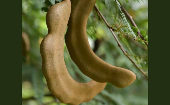 Fresh tamarind pods