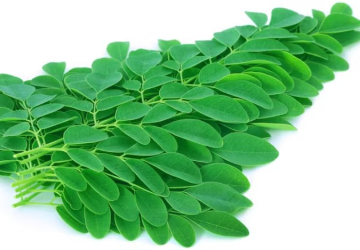 Moringa Leaves Antioxidant Benefits