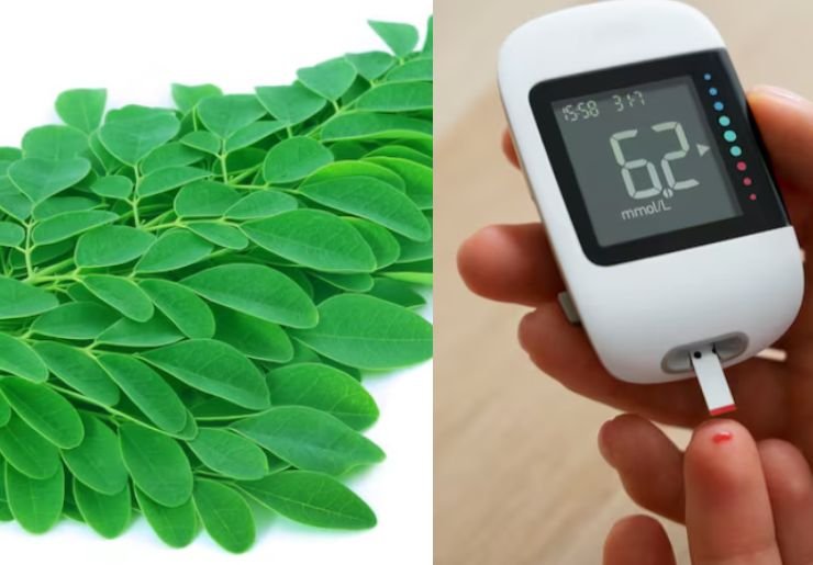 Moringa Leaves for Blood Sugar Control