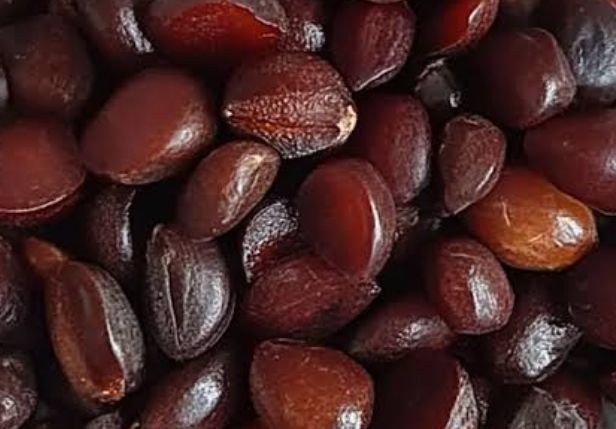 Fresh seeds of tamarind