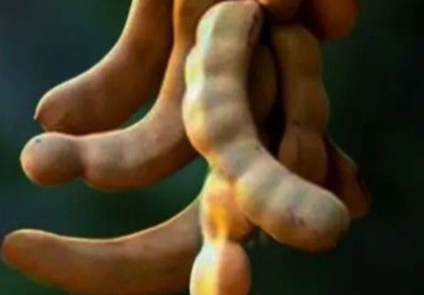 A bunch of Tamarind Fruit