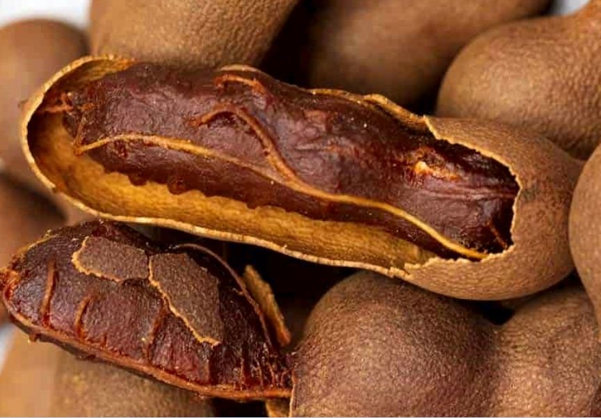 A mature Tamarind Pod