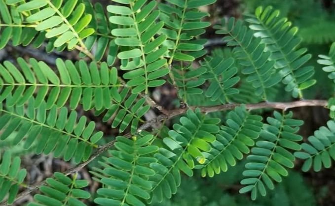Leaves of the tamarind tree