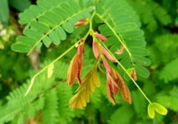 Tender and fresh tamarind leaves