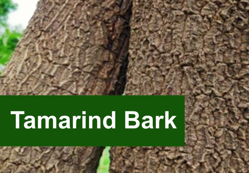 Two trees showing the Tamarind Bark