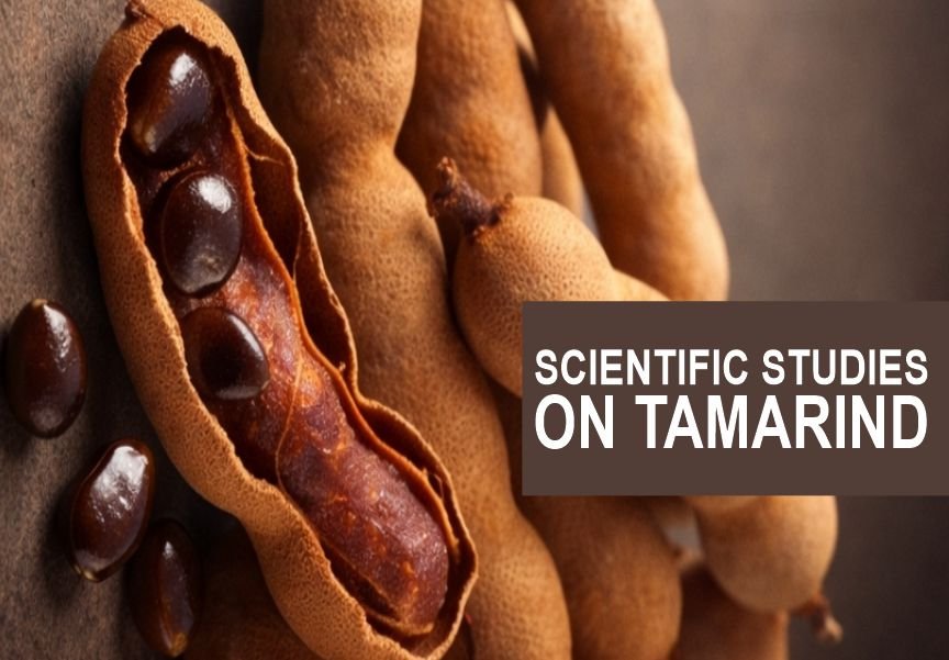 Scientific Studies and Research on Tamarind