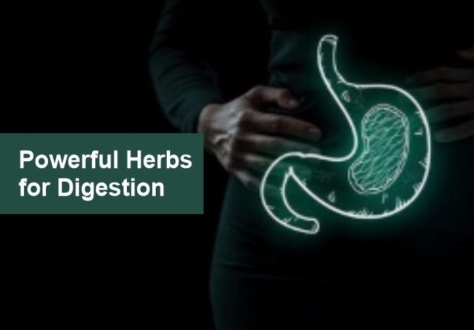 Herbs for Digestion