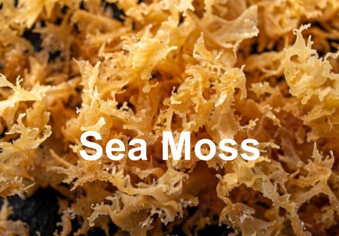 Sea Moss