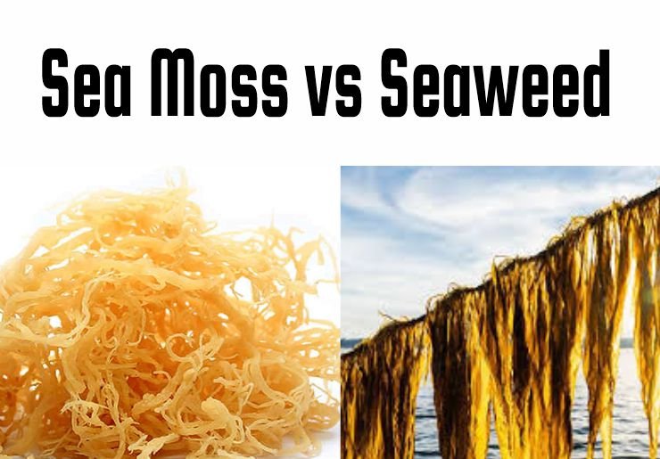 Sea moss vs seaweed