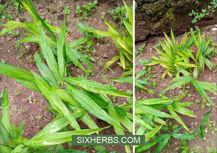 Ginger growing on my grandmother's herbs garden in Abia State