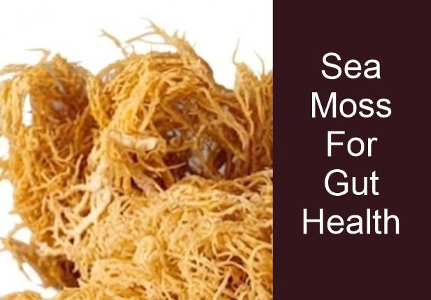 Sea moss on plate ready for use for gut health and digestion