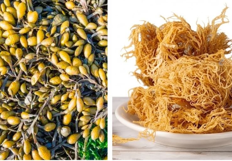 A comparison of Sea moss vs bladderwrack