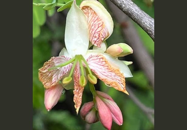 A blossoming tamarind flower