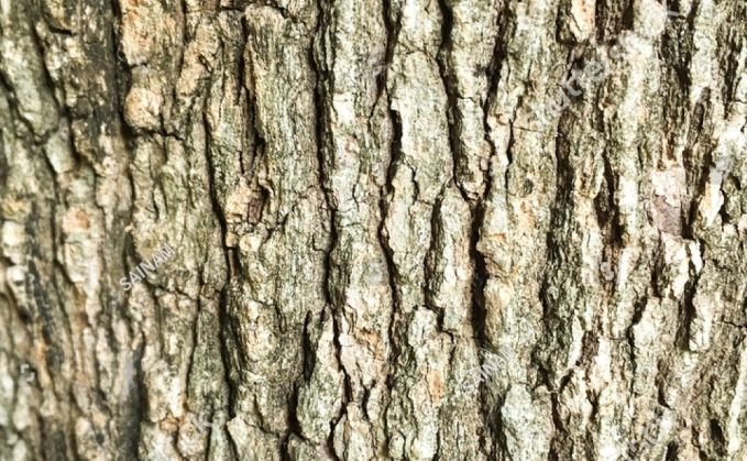 The bark of tamarind