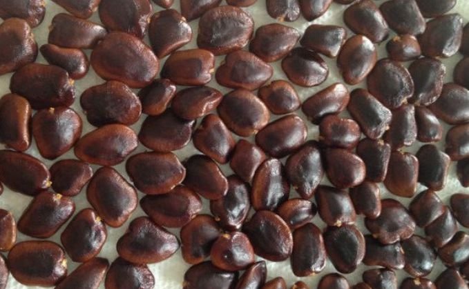 Freshly harvested tamarind seeds